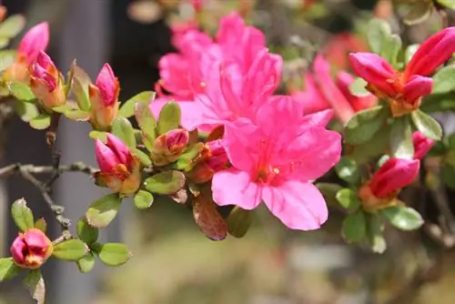 Época de floración de la azalea japonesa: ¿cuándo y durante cuánto tiempo?