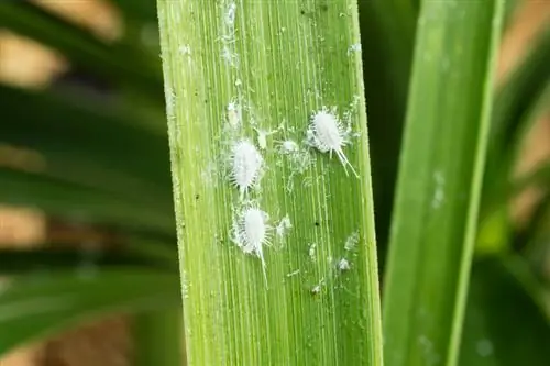 La palmera té un recobriment blanc? A continuació s'explica com combatre'l