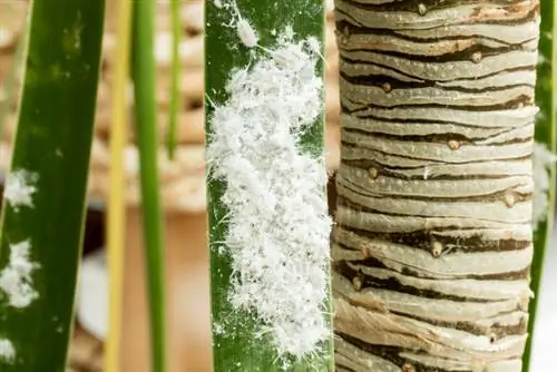 Wolluizen op je handpalm: detecteren, voorkomen en bestrijden