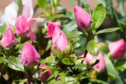 Herken en bestrijd ziekten en plagen bij Japanse azalea's