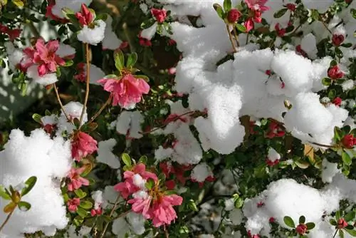 Invierno de azalea japonesa