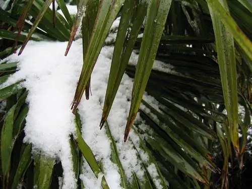 Hivernar palmeres a l'aire lliure: com protegir-les correctament