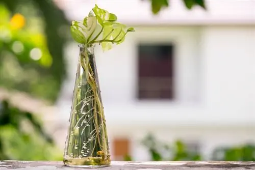 Ivy cuttings