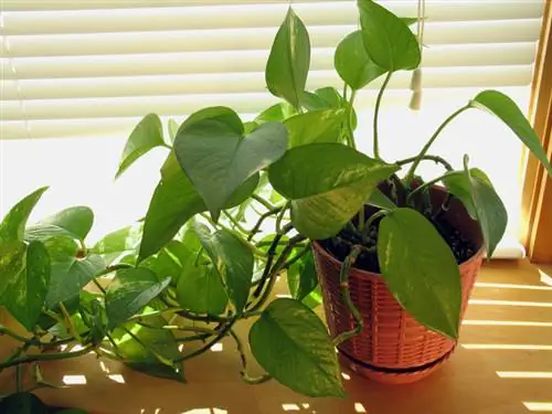 Ivy plant room