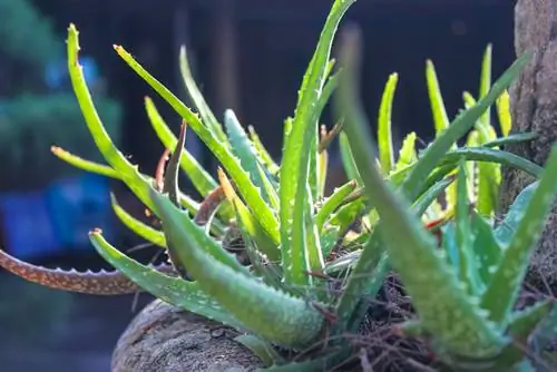 Aloe vera agáve