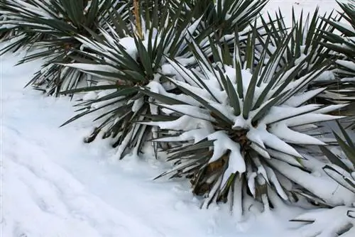 Givre d'agave