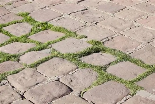 Vinegar against moss: Successful use on stone and lawn