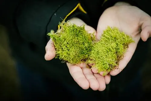 Moss edible Moss edible