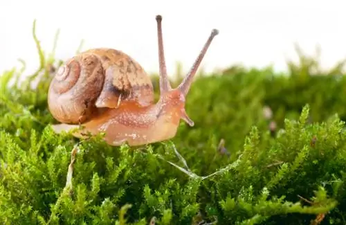 Moss against snails: Natural defense strategy in the garden