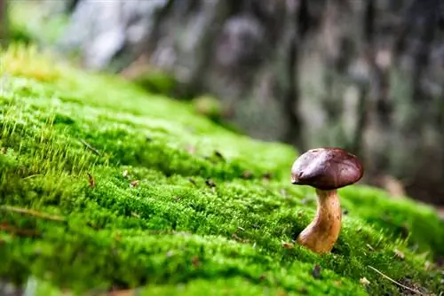 Mos wat beskerming nodig het: Die rol van mosse in die natuur