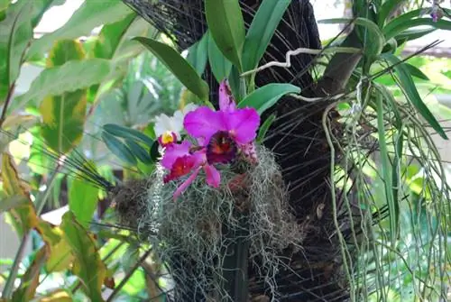 Musgo e orquídeas: uma parceria agradável