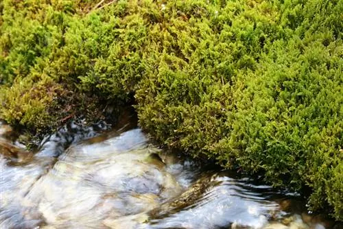 Green areas with poor light: These mosses come into question