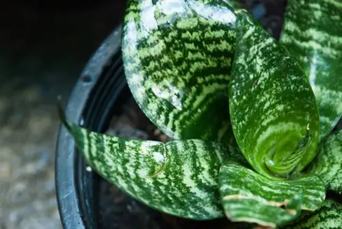 Cuidado del cáñamo de arco: consejos para una planta hermosa y saludable