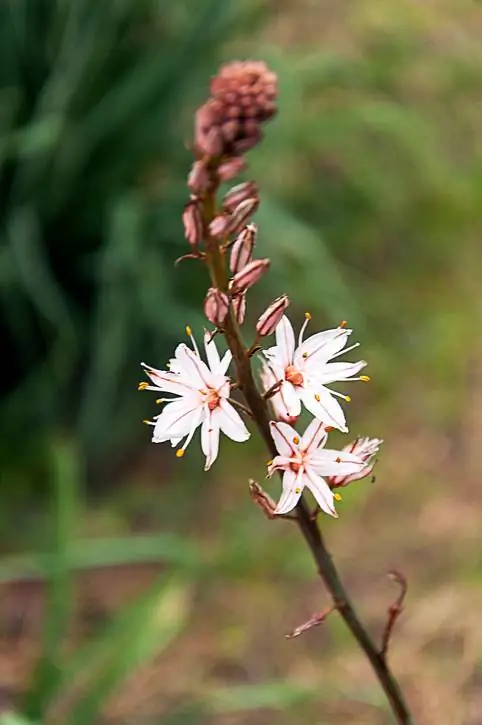 Hneev hemp yog blooming