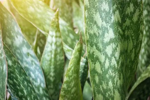 Instrucciones de riego de cáñamo de arco: cómo mantener tus plantas saludables