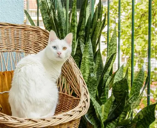 Sansevieria tóxica para los gatos