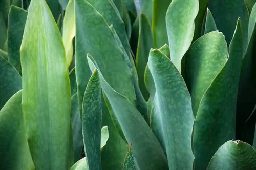 Sansevieria toxique