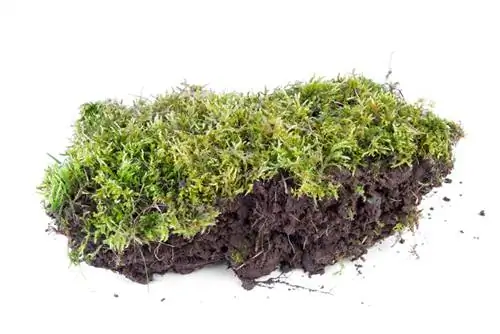 Moss as an indicator plant: What does it reveal about your garden?