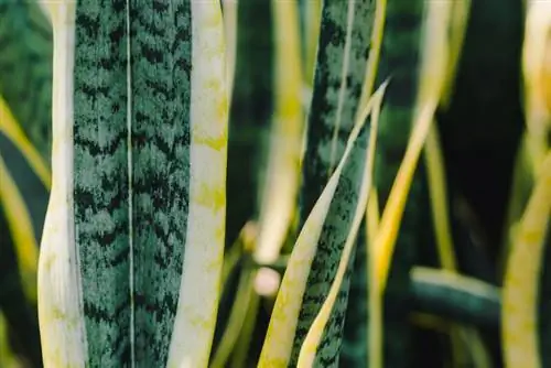 Hidroponik Sanseveria