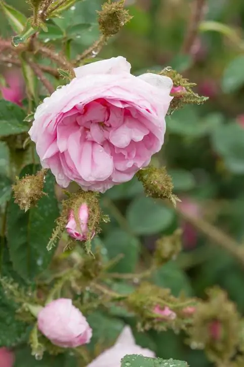 Arroser les roses mousse