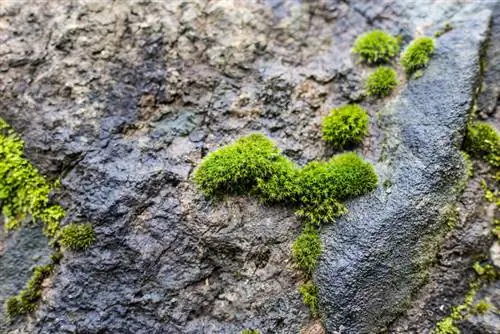 Moss for greening