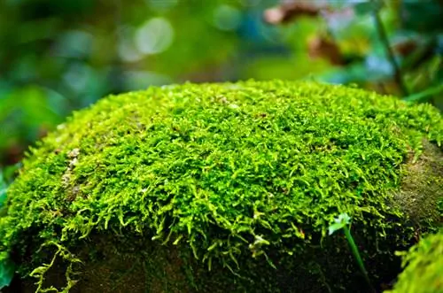 Accelerare la crescita del muschio: consigli e trucchi per il giardino