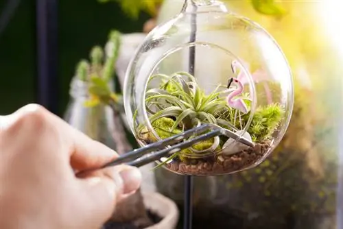 Musgo como planta de interior: ideas creativas y consejos para su cuidado