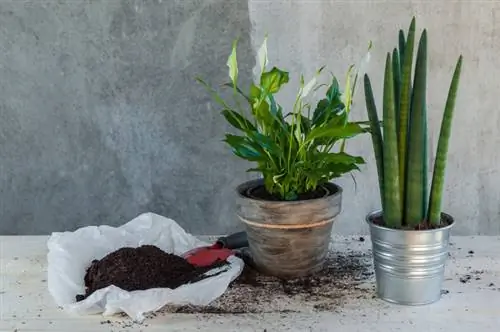 Verdeel booghennep: Zo kun je de plant succesvol vermeerderen