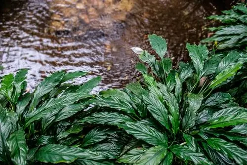 Una sola hoja sin flor