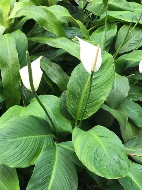 Single leaf: why do the leaves turn yellow and what to do?