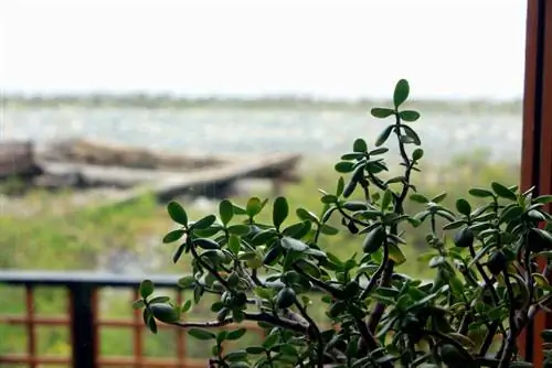 L'albero dei soldi lascia cadere le foglie