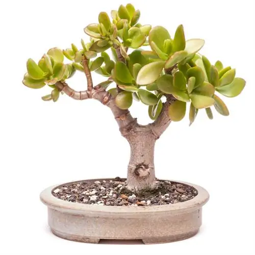 Crie uma árvore do dinheiro como um bonsai