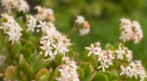 Pengetreet blomstrer