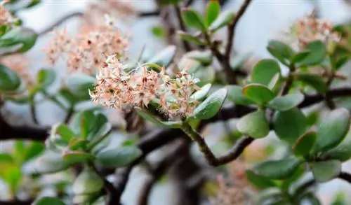 Hur får jag mitt pengaträd att blomma? tips och tricks