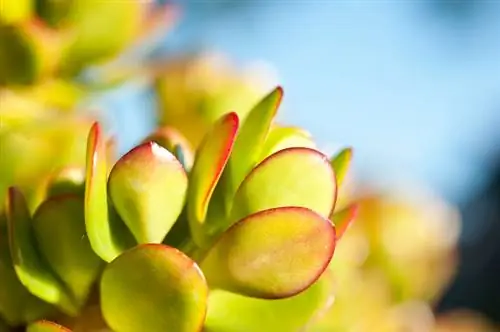 El árbol del dinero se vuelve amarillo