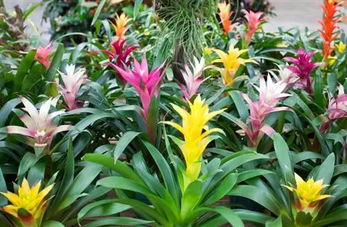 Bromeliads yeməli