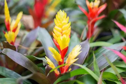 Varietà di Bromelia