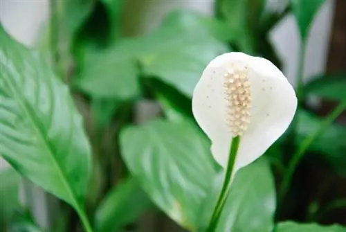 Water the single leaf correctly: This keeps the plant he althy