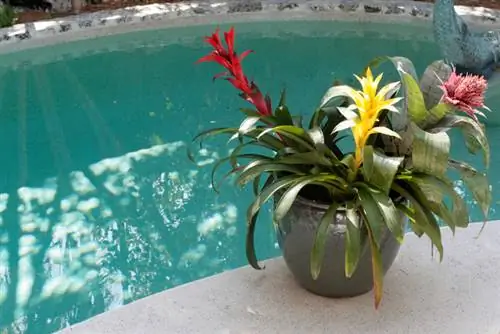 Bromeliad in the right place: This is how it feels comfortable