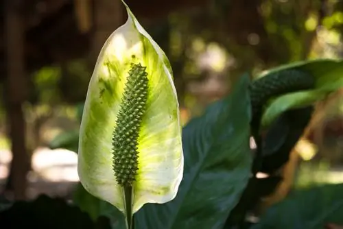 A única folha é verde