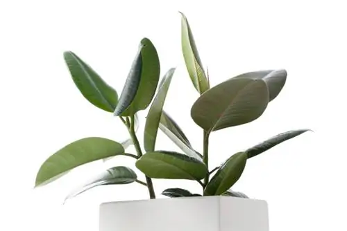 Rubber tree care: tips for he althy and strong plants