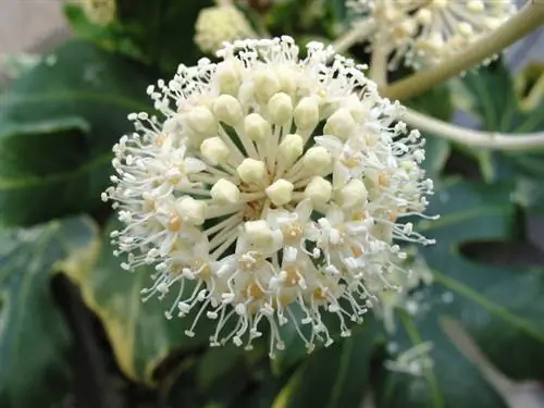 De bloesem van de drakenboom