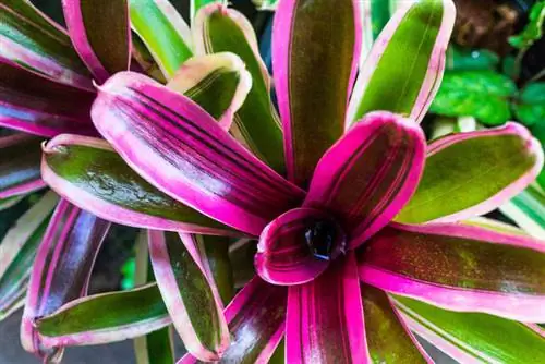 retoños de bromelia