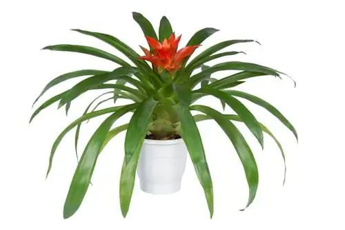 Waterbromelia's