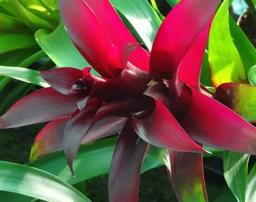 Teisingai laistykite bromeliadas: sveikų augalų patarimai