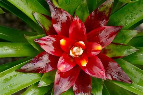 Ang bromeliad ay namumulaklak