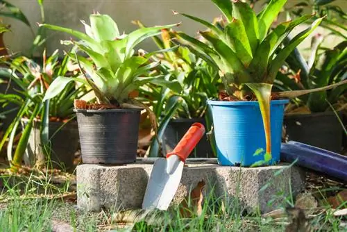 hojas secas de bromelia