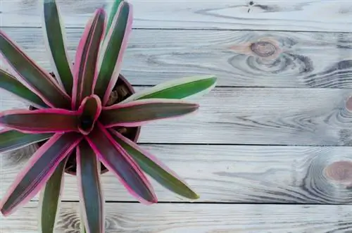 Tokë bromeliadë: Cili substrat është më i mirë?