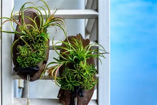 Bromeliad hanging