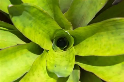 Moedig bromelia's aan om te blom